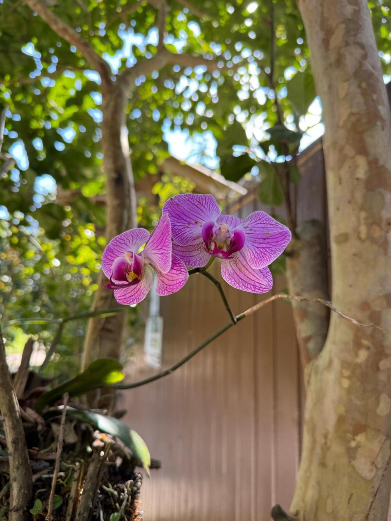 Morada Das Orquideas Guarda do Embaú Екстериор снимка
